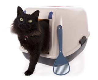 Cat in the litter box, where it is supposed to go