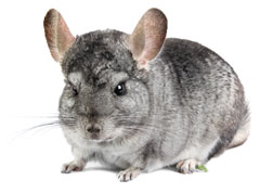 Chinchilla