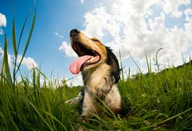 Dog laying in grass